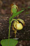 Kentuckey lady's slipper